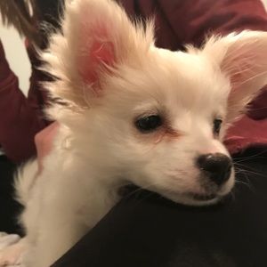 Meet your Posher, Ella